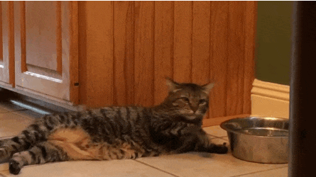 Image: https://us.v-cdn.net/6025126/uploads/editor/05/whq0a92wdhaz.gif