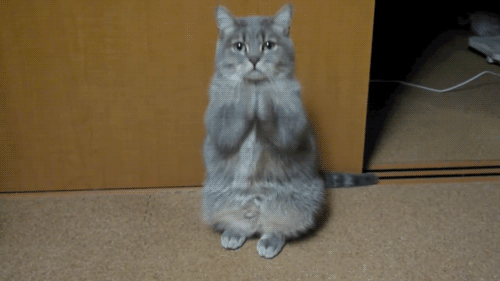Image: https://us.v-cdn.net/6025126/uploads/editor/0z/tkyus81hvt00.gif