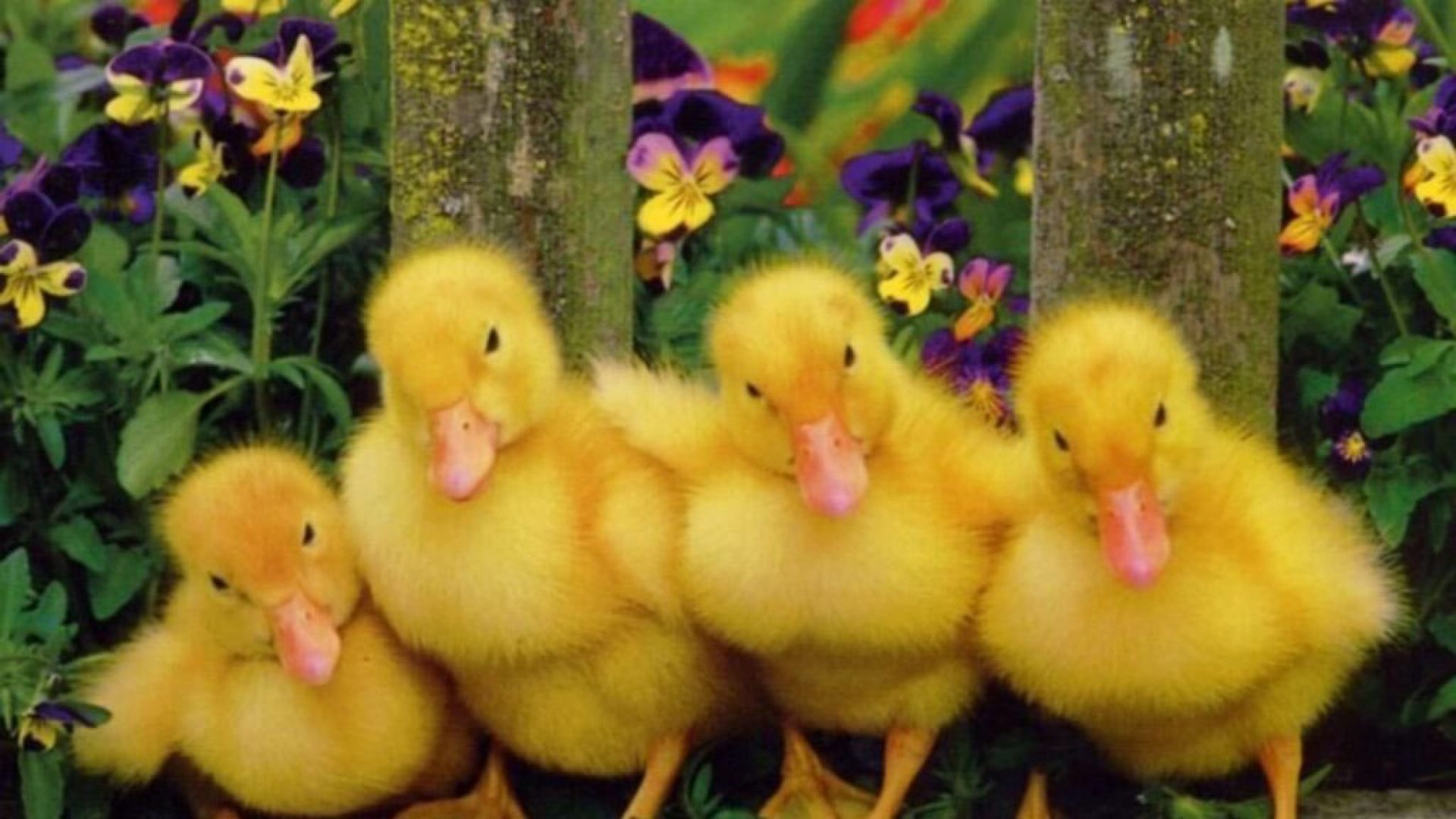 Image: https://us.v-cdn.net/6025126/uploads/editor/2q/5yrmpk80ktrg.jpg