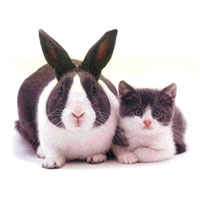 Image: https://us.v-cdn.net/6025126/uploads/editor/6a/7c8dcozcbvfd.jpg