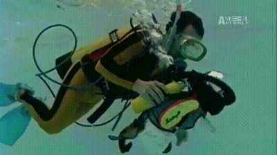 Image: https://us.v-cdn.net/6025126/uploads/editor/by/mcvgvxbh266j.gif