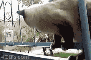 Image: https://us.v-cdn.net/6025126/uploads/editor/c2/d27ucgrvftb0.gif