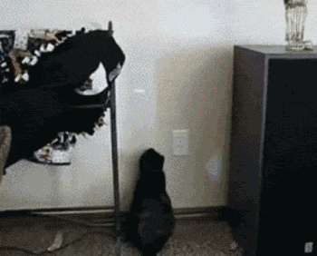 Image: https://us.v-cdn.net/6025126/uploads/editor/fb/hz4ykd6kff0v.gif