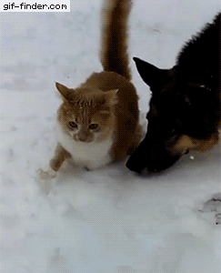 Image: https://us.v-cdn.net/6025126/uploads/editor/hv/wfvnbb3aoan7.gif