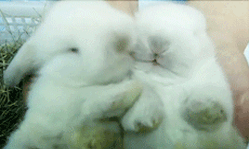 Image: https://us.v-cdn.net/6025126/uploads/editor/i2/ktqt9zdnzgww.gif
