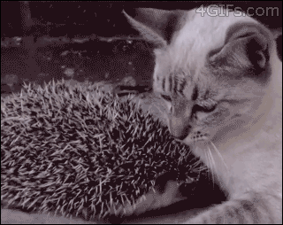Image: https://us.v-cdn.net/6025126/uploads/editor/i6/d4pwevfdwznb.gif