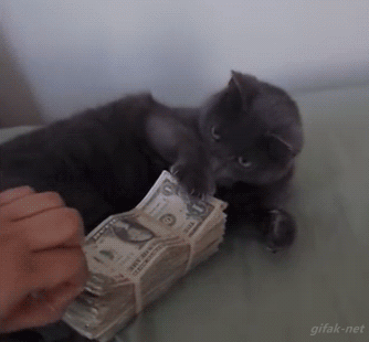 Image: https://us.v-cdn.net/6025126/uploads/editor/j8/43bnzaujdh4c.gif
