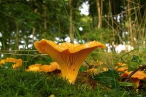 Image: https://us.v-cdn.net/6025126/uploads/editor/m4/u190ncq5hjn5.jpg