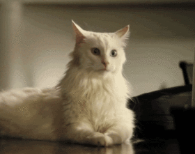 Image: https://us.v-cdn.net/6025126/uploads/editor/q7/tfh14v4mn6hc.gif