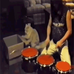 Image: https://us.v-cdn.net/6025126/uploads/editor/uh/um0xdi35idzy.gif