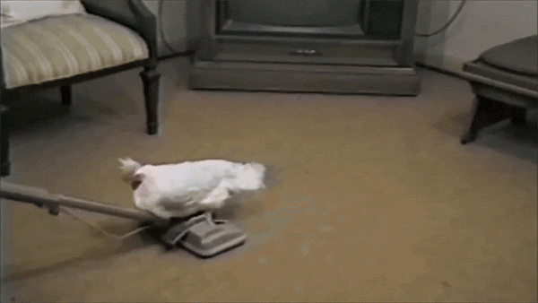 Image: https://us.v-cdn.net/6025126/uploads/editor/uy/nth1du7kvhtl.gif