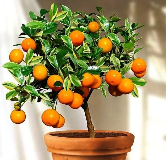 Image: https://us.v-cdn.net/6025126/uploads/editor/vu/fedi5j8fdmcl.jpg