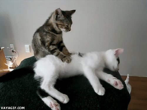 Image: https://us.v-cdn.net/6025126/uploads/editor/y8/uiu5m50dlz3d.gif