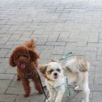 リボンの騎士4 (JP1)