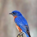 Ky Bluebird (US1)