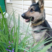 Сидорка (RU1)