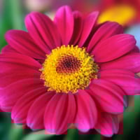 Little Paradise (DE1)