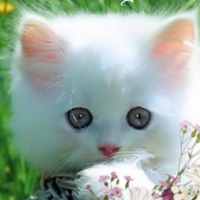 feuilledechoux (FR1)