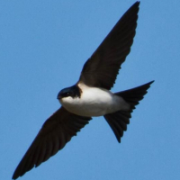 Ласточкa (RU1)