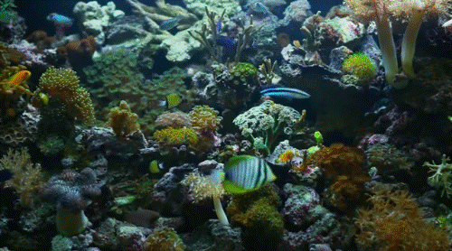 Image: https://us.v-cdn.net/6025127/uploads/editor/95/valkt5rotglp.gif