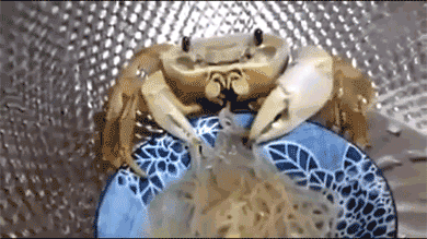 Image: https://us.v-cdn.net/6025127/uploads/editor/a7/43qz2fn4p1wc.gif