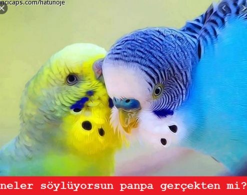Image: https://us.v-cdn.net/6025127/uploads/editor/rn/tz84c3wd2v8z.png