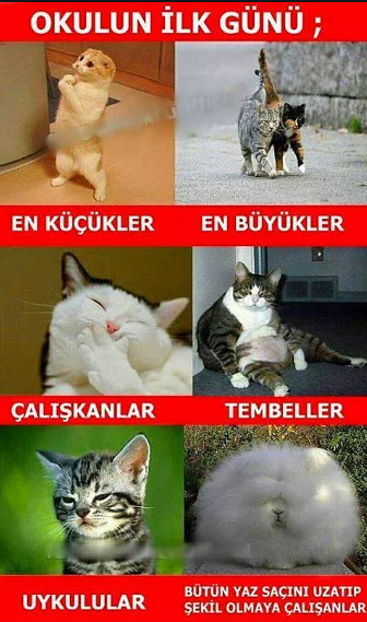 Image: https://us.v-cdn.net/6025127/uploads/editor/vt/8bvlm2qidxat.png