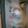 Foxes