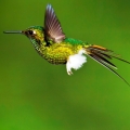 Image: https://us.v-cdn.net/6025127/uploads/userpics/199/nCZFPL994JCGV.jpg Kolibri