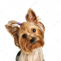 Chicco (CZ1)