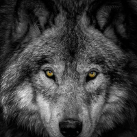 wolfson (HU2)