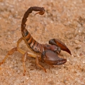 Scorpions (HU2)