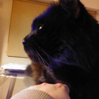 Octavio el Cat (HIS1)