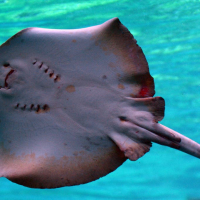 StingRay (IN1)