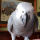 TweetyBird