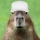 capibara