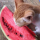 NotYourCat