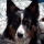 DogOfGlory