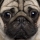 Pug_boss