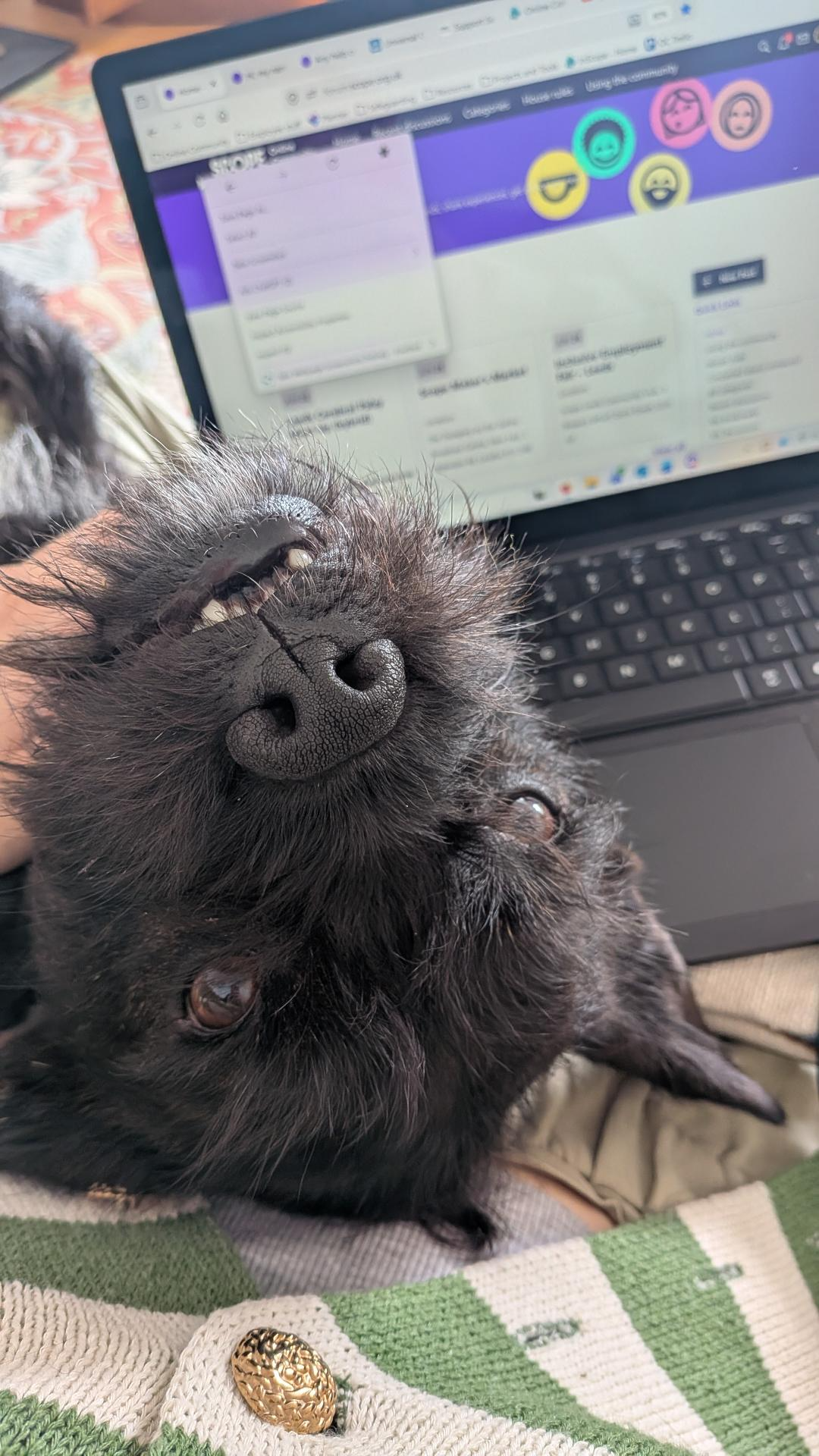 Picture shows Dudley, a scruffy black dog with an underbite. His head is upside down looking up at the camera, resting on top of a laptop with the Scope online community. His head has opened an options menu on the screen.