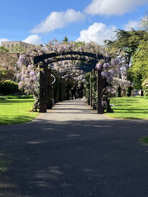 Wisteria Arch.jpeg