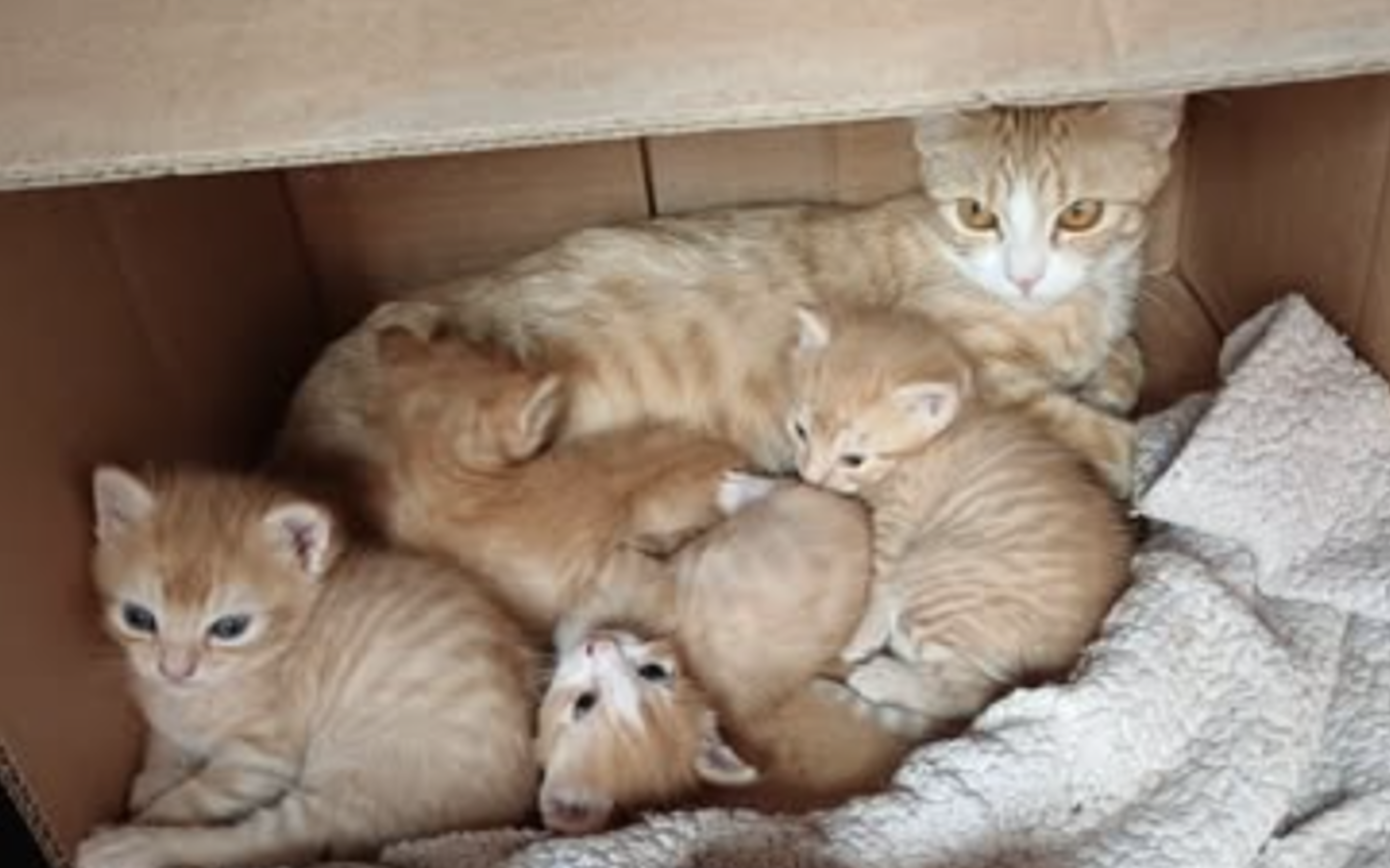 Firecracker & He Baby 4 Boys.png