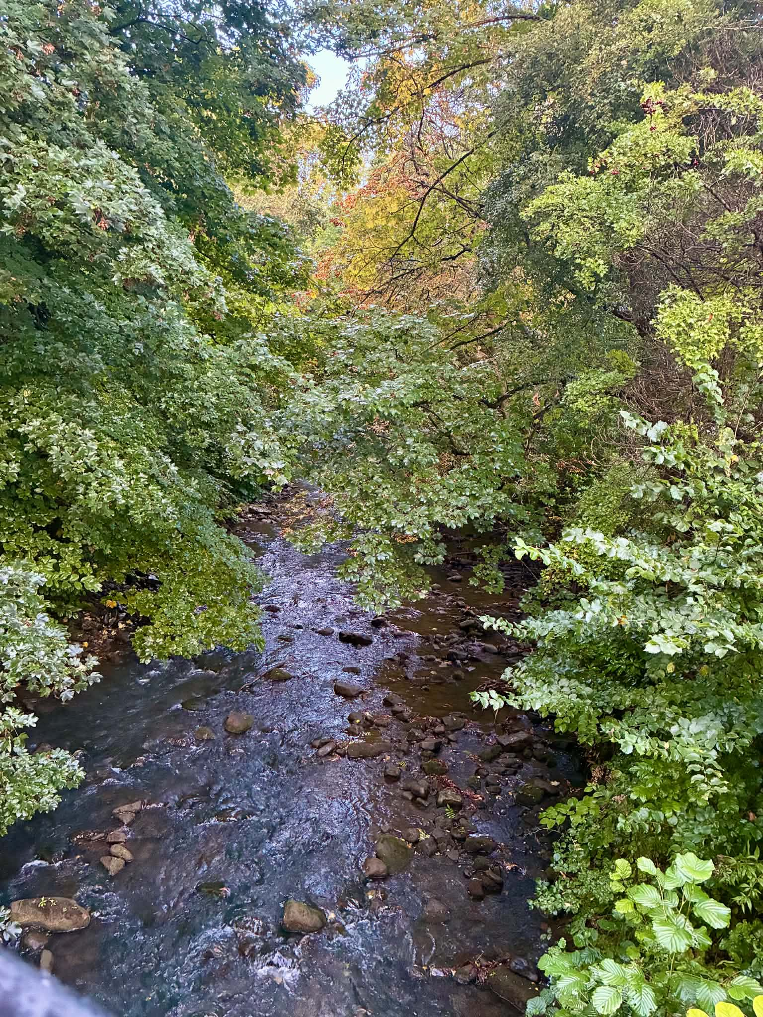 A shallow, rocky river flowing through a dense forest with lush green and early autumn foliage overarching the water