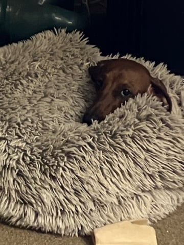 Little mare 14th Feb 26.jpeg