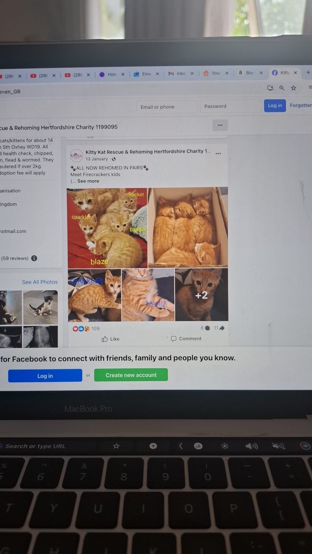 Cats 2.jpg