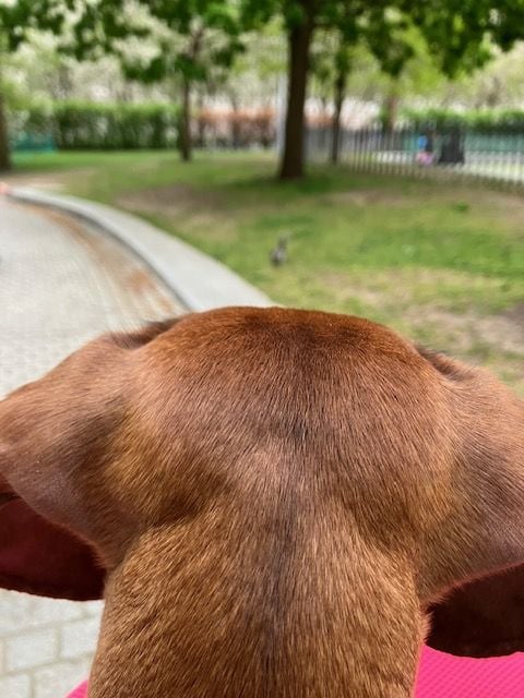 Hattie focussed.jpg