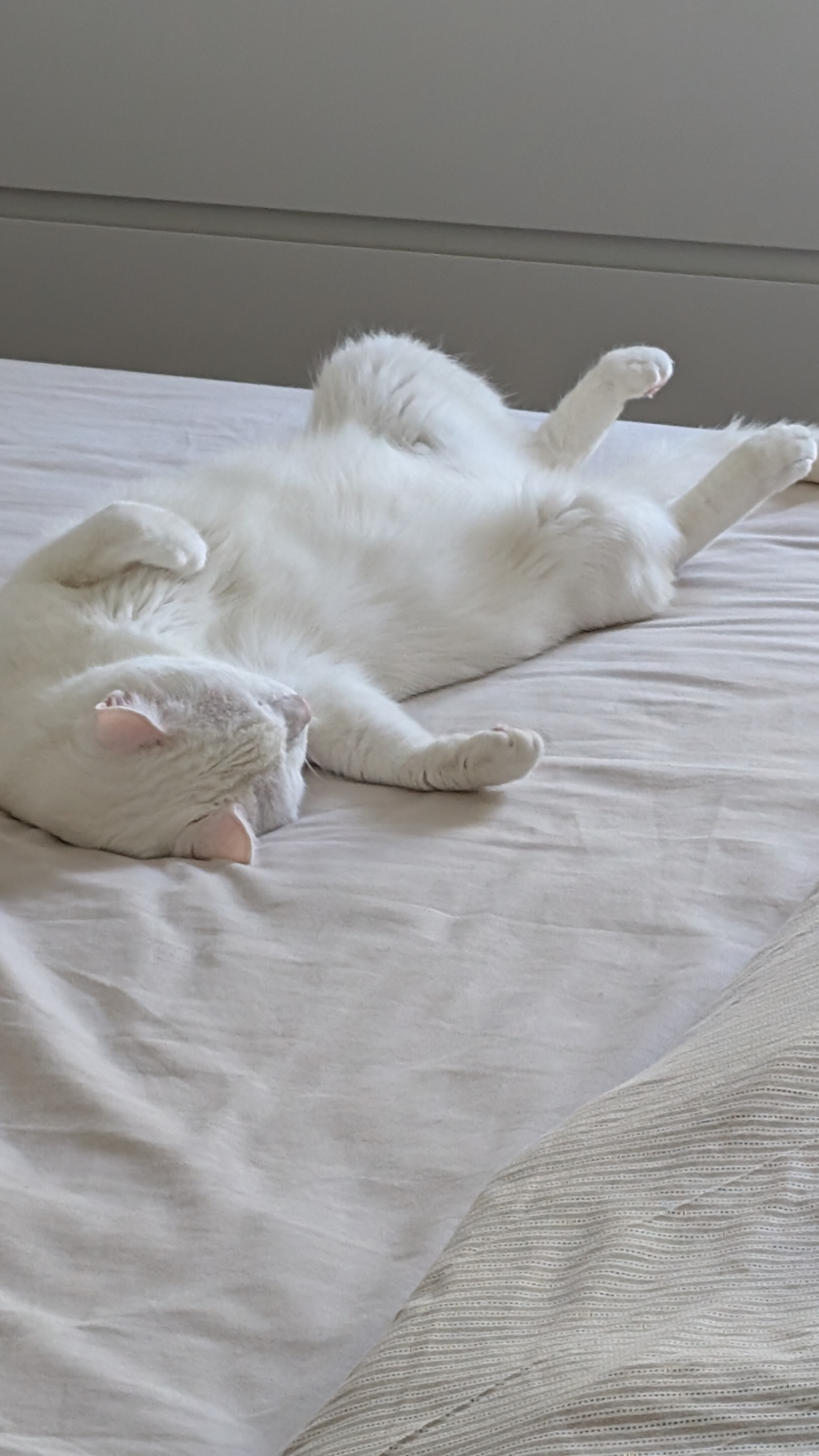 Yukki laying on the bed.jpg