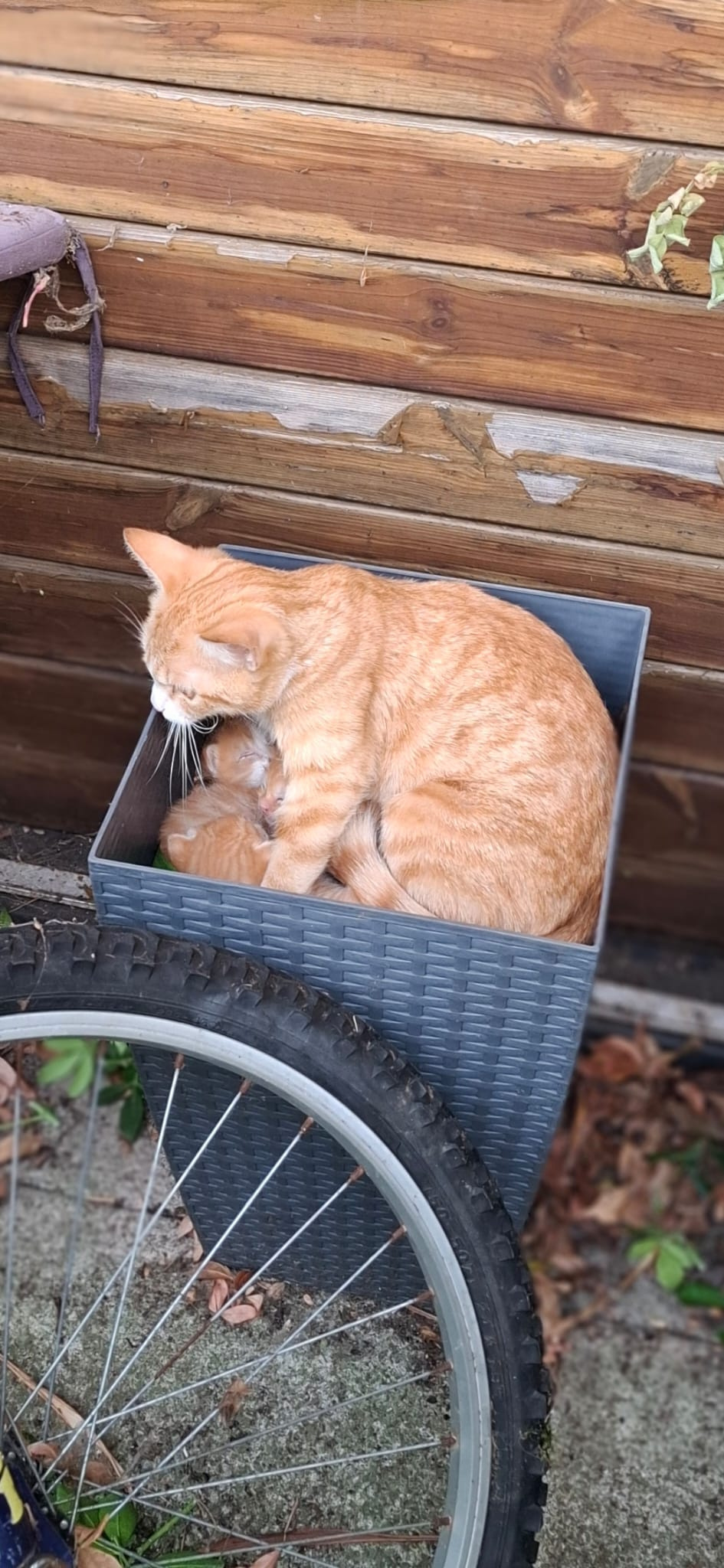 Cat 3.jpg
