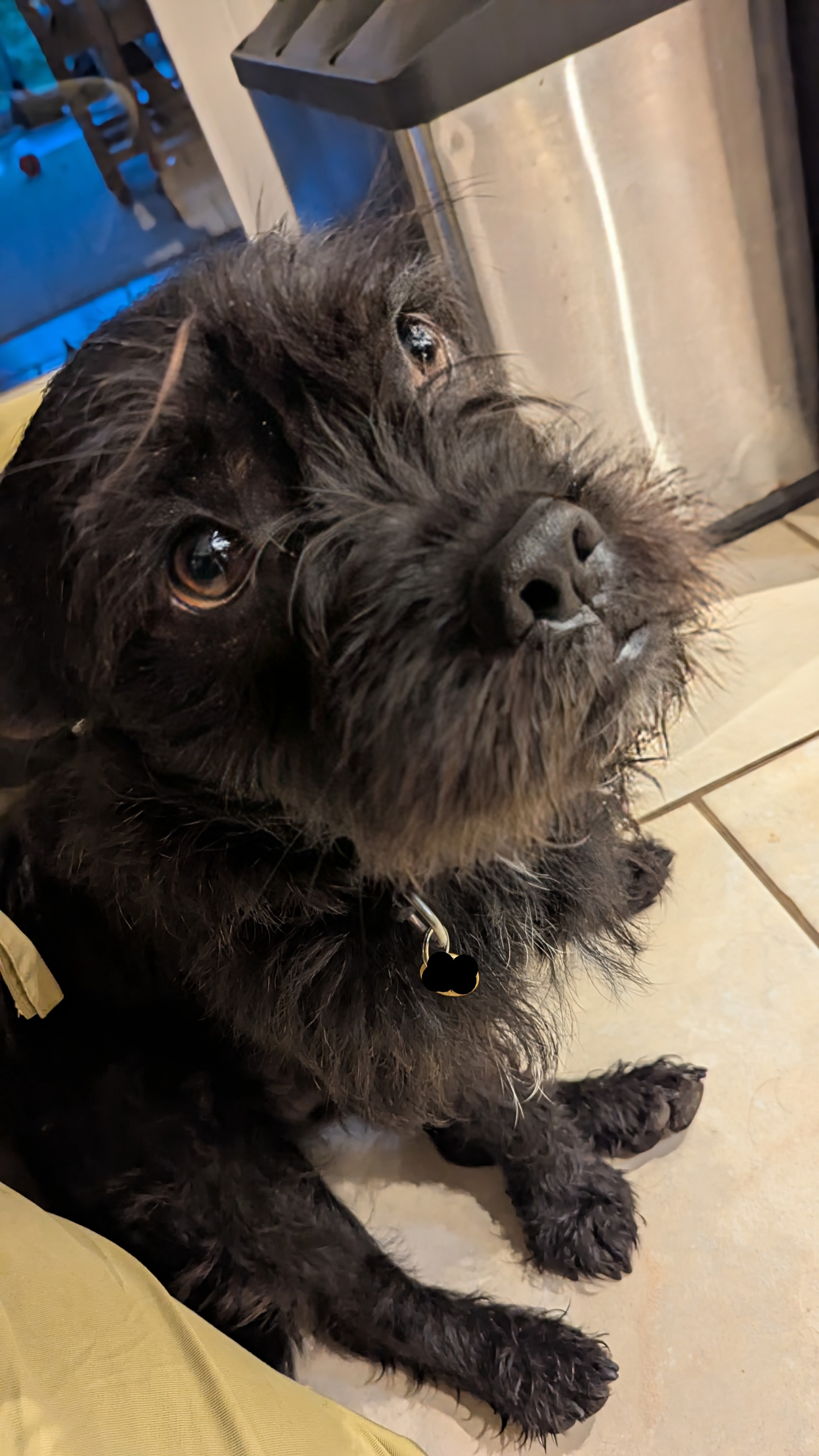 A black hairy bulldog mix looking a bit sad (he's not actually sad)