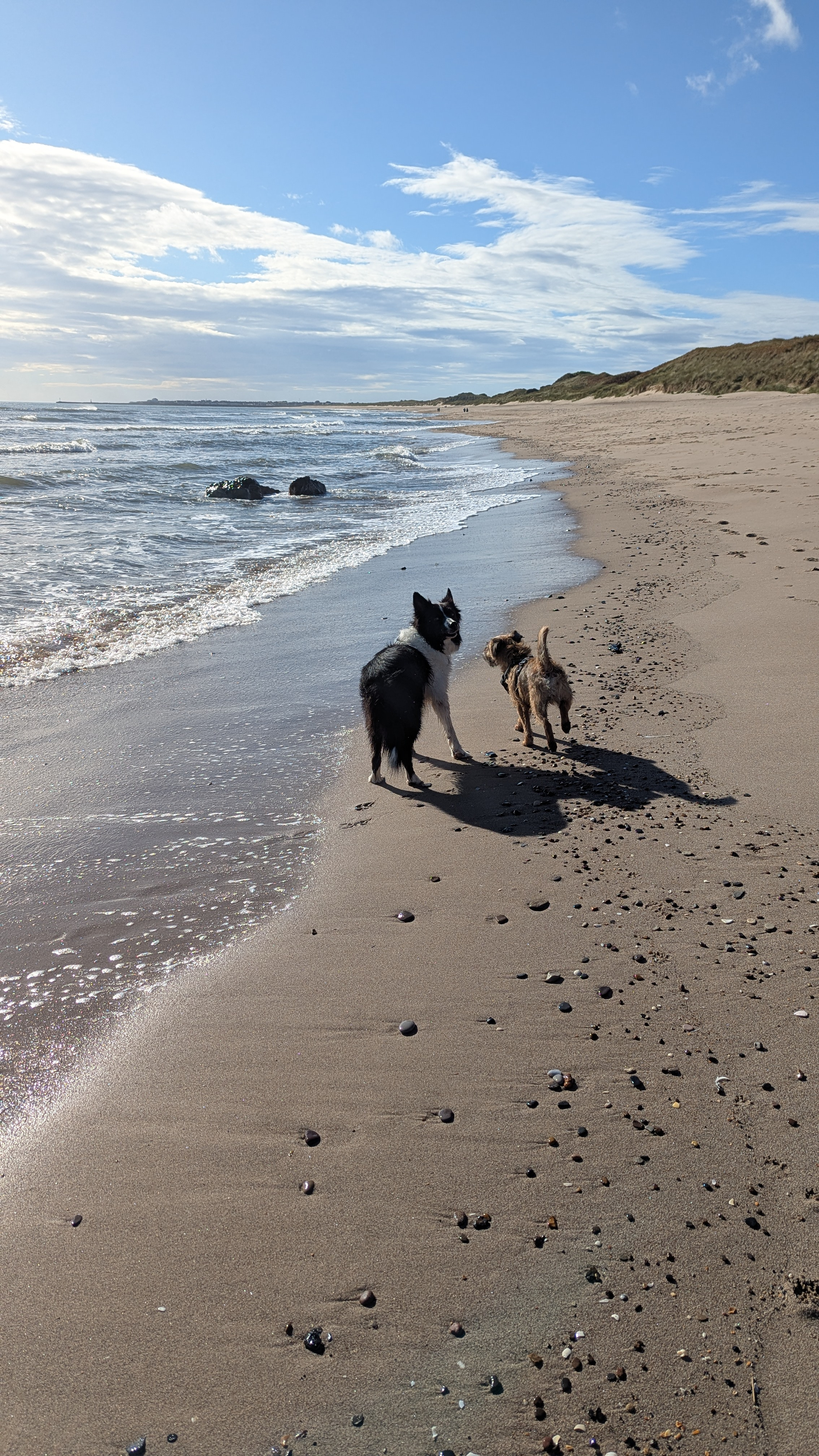 A collie and a border terrier on a peaceful beach in the sunshine